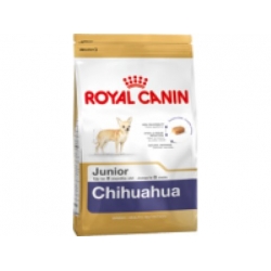 Chihuahua Junior  1,5  kilos